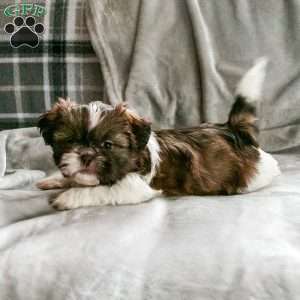 Zena, Shih Tzu Puppy